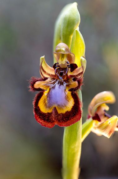 susurrando.caballos en Hamelin: Flora  (Guadalix de la Sierra), Ophrys speculum Link, #macro #flowers #macrophotography #spring #orchis #orchidaceae 