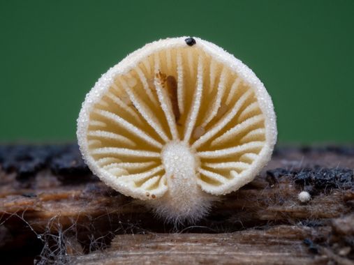 Antonio Jesús Palma Aranda en Hamelin: Observación  (Lora del Río), Setas 2022/2023

Según me ha chivado un compañero se trata de la especie Simocybe haust...