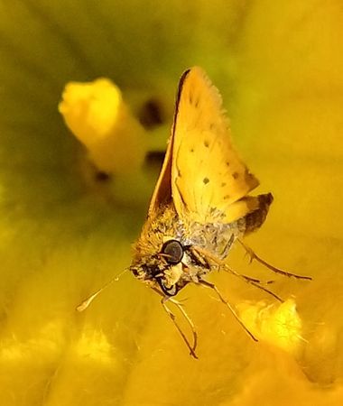 Nikitaf90x en Hamelin: Fauna  (9 de Julio), #insecto #mariposas 