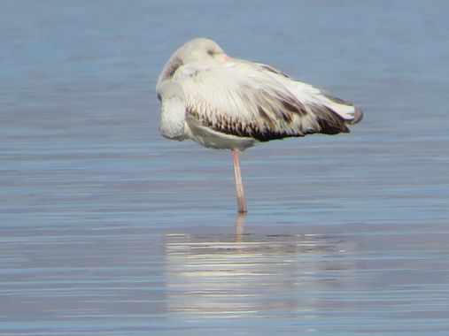 Solerantonio2 en Hamelin: Fauna  (Níjar), Ave