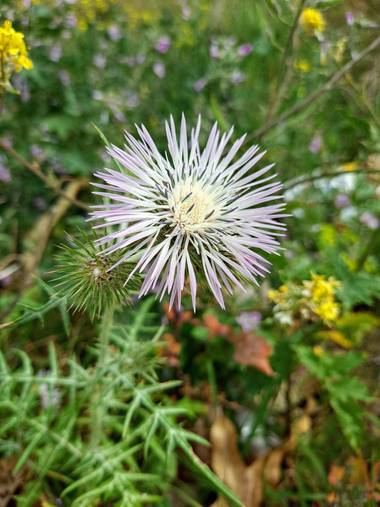 Pawlowskaela8 en Hamelin: Flora, Galactites tomentosus