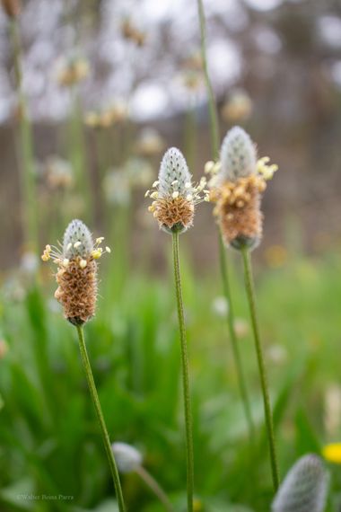 ComunicarCaminante en Hamelin: Flora  (Corbera de Llobregat), Plantago lagopus, Llantén menor para muchos una mala hierba, para otros alivio para la tos......