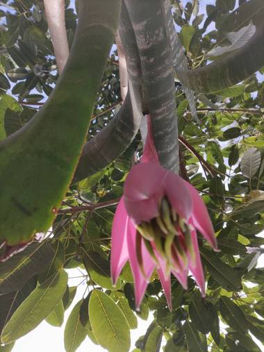 guillermohgranados en Hamelin: Flora  (Tobuna), Orquídea de monte #bellazamisionera #tierradeorquideas #tierracolorada