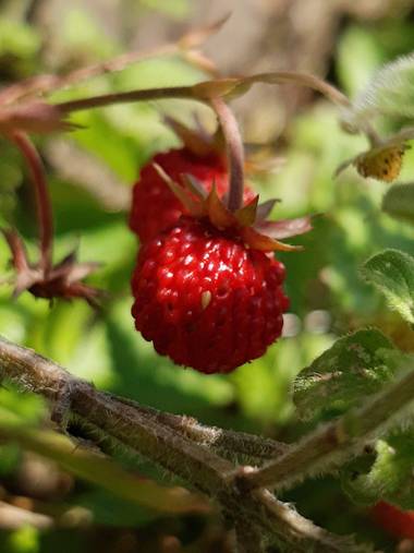 Mpinfante en Hamelin: Flora, Fragaria vesca, Fresa