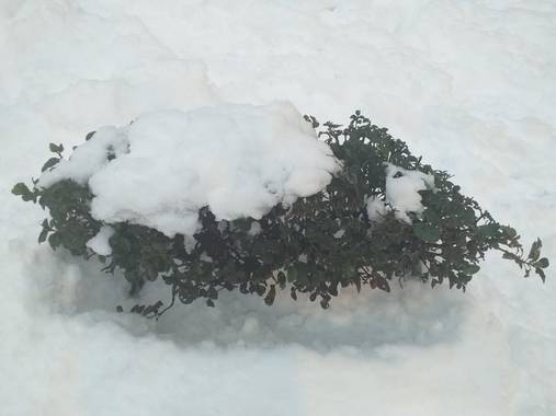 Lacarademarte en Hamelin: Fauna, Arbusto entre nieve 
#flora21 