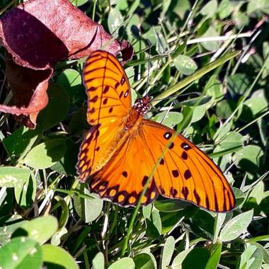 𝐕𝐄𝐑𝐎𝐍𝐈𝐂𝐀 en Hamelin: Flora, #Mariposa