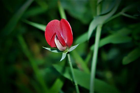 Jomacaes70 en Hamelin: Flora  (Calañas), Lathyrus cicera, #flora21 