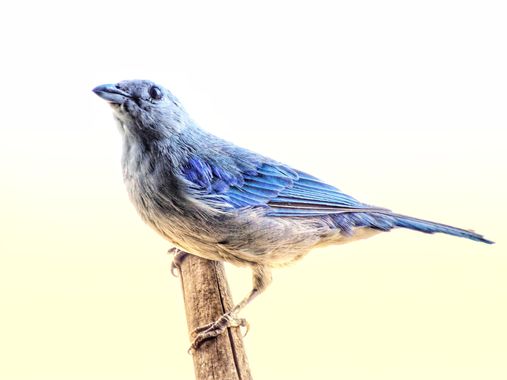 Marcos Valero Espinal  en Hamelin: Fauna  (Caracas), #aves #bird 