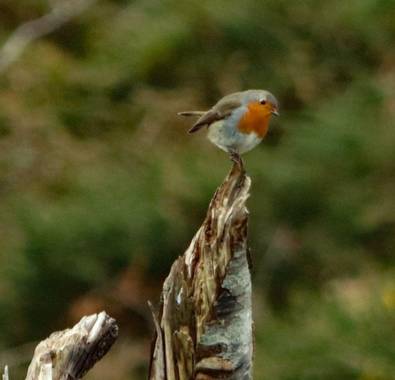 Fatimagc2001 en Hamelin: Fauna, Erithacus rubecula (Linnaeus, 1758), #gijon #asturias #spain #europe #world #art #sunset #nature #nationalgeographic #natu...