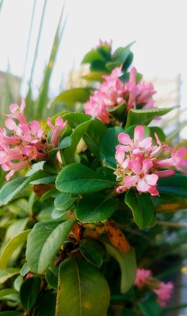 Mpinfante en Hamelin: Flora, Escallonia laevis