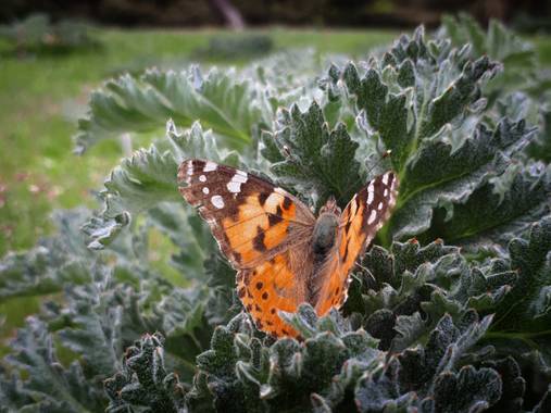 Reich  en Hamelin: Fauna  (Aldeire), Naturaleza.