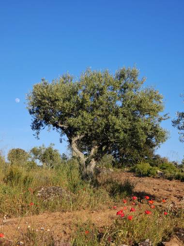 mariale en Hamelin: Paisaje, 📸 #marialemdza
Provincia de Zamora, primavera 2021.
#Naturaleza #paisaje #paisajes #landscape #BellezaNatural  #Naturaleza #...
