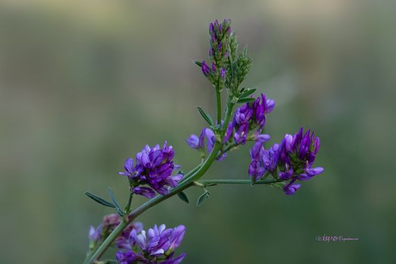 isidorogomez53 en Hamelin: Flora  (Castellbisbal), Medicago sativa, Flores de Alfalfa.

#apfb 
#floresdeespaña 
#floresdecataluña 
#macro 
#isifotografia 
...