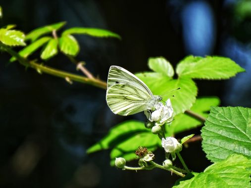 Mivilor68 en Hamelin: Fauna  (Campo), #insecto 
#mariposa 