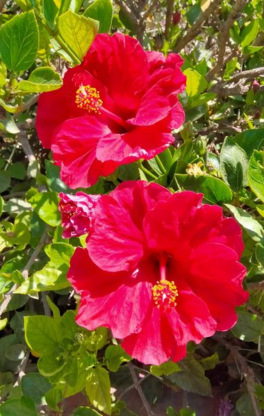 Solerantonio2 en Hamelin: Flora  (Paseo Marítimo de Ribera), Planta