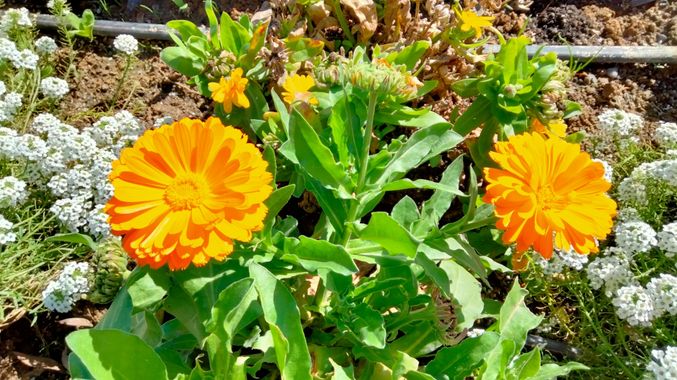 Solerantonio2 en Hamelin: Flora  (Avenida del Mediterráneo), Calendula stellata, Planta