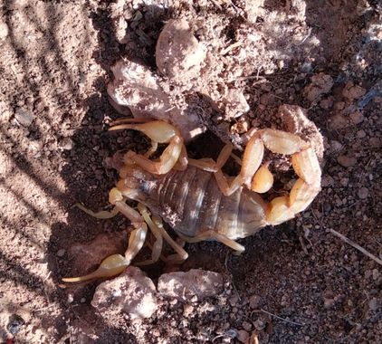 Solerantonio2 en Hamelin: Fauna  (Almería), Escorpión amarillo