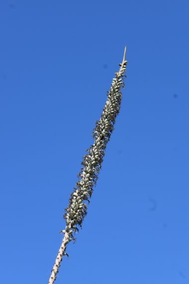Solerantonio2 en Hamelin: Flora  (Almería), Planta