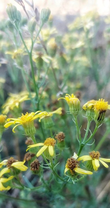 Mpinfante en Hamelin: Flora, Jacobaea erucifolia, #hierba de Santiago/ hierba cana