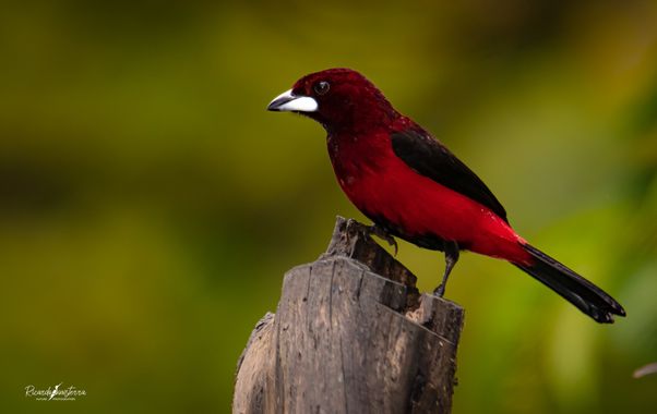 sinisterra2009 en Hamelin: Fauna  (Cali), Ramphocelus dimidiatus Lafresnaye, 1837, #avesdecolombia 