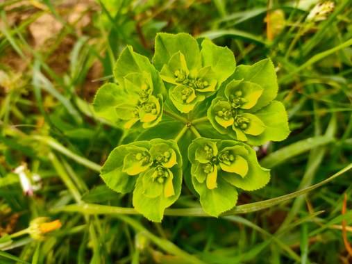Jinliangarcia en Hamelin: Flora  (Castellet i la Gornal), Euphorbia helioscopia, #flora21 #verdevivo #maravillada 
Nunca ví una foto tan verde.!! 
