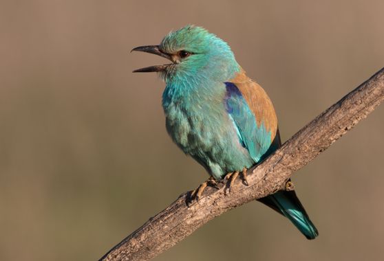 Emilu6284 en Hamelin: Fauna  (Toledo), Coracias garrulus Linnaeus, 1758, Es la primera vez que he visto este pájaro, la carraca. Me encantaron sus colores ...