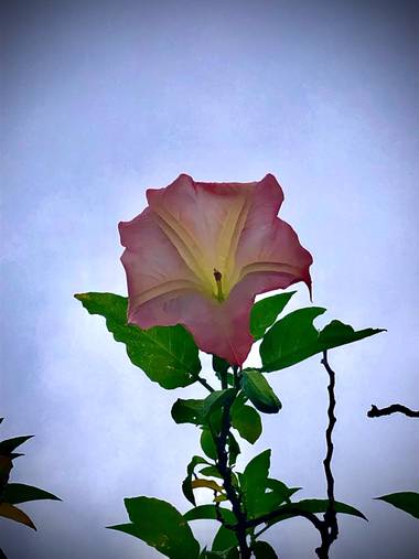 Sayurigion en Hamelin: Flora 