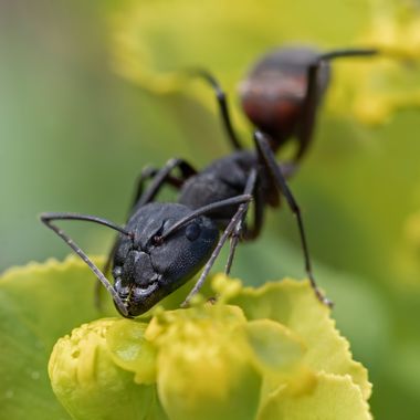 Ignicapillus en Hamelin: Fauna  (Garraf), Paréntesis en el desfile de aves del N.O. de la India:

Si no he errado la identificación, esta es una de las esp...
