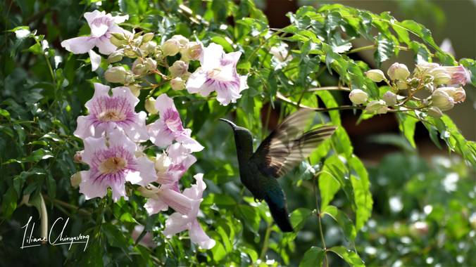 Liliane.chinyavong en Hamelin: Fauna  (Saint-Joseph), #Aves21