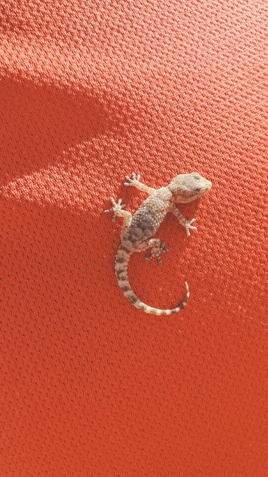 Solerantonio2 en Hamelin: Fauna  (Autovía del Mediterráneo), Reptil