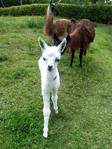reotorozco en Hamelin: Fauna, #guanaco 