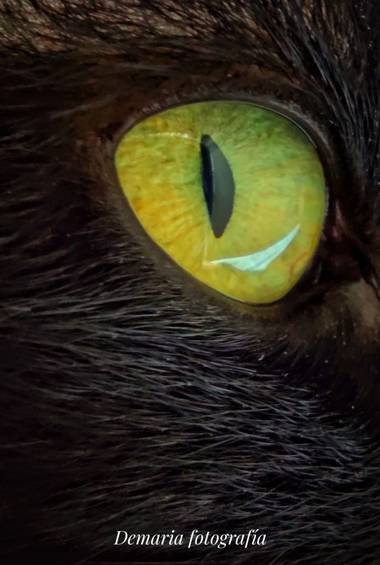 Marieldemaria.72 en Hamelin: Fauna, Ojo de gato