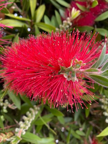 Zetadeuve en Hamelin: Flora  (San Cristóbal de La Laguna), Callistemon citrinus, #flora21 
#tenerifelicidad 
