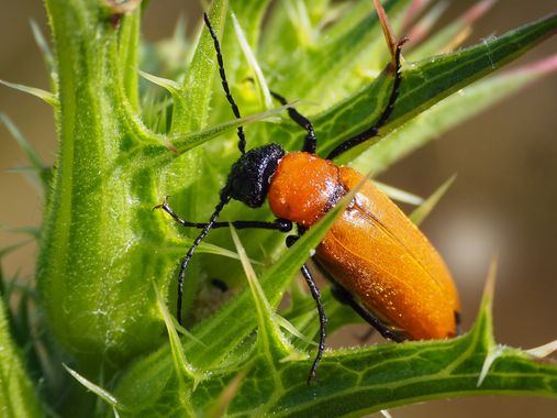 Mercedes en Hamelin: Fauna, #insectos 