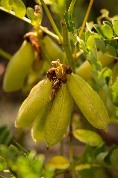 Ninigabi en Hamelin: Flora  (El Granado), #frutoparecidohabas