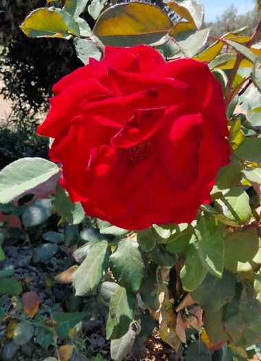 Solerantonio2 en Hamelin: Flora  (Almeria), Rosa de jardin