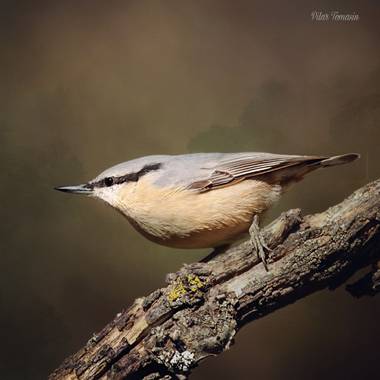 Yatoma66 en Hamelin: Fauna  (Moralzarzal), Sitta europaea Linnaeus, 1758, #aves21