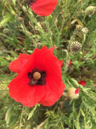 Marisol en Hamelin: Flora, Papaver rhoeas, #amapola #flores