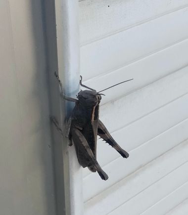 Solerantonio2 en Hamelin: Fauna  (Almería), Insecto