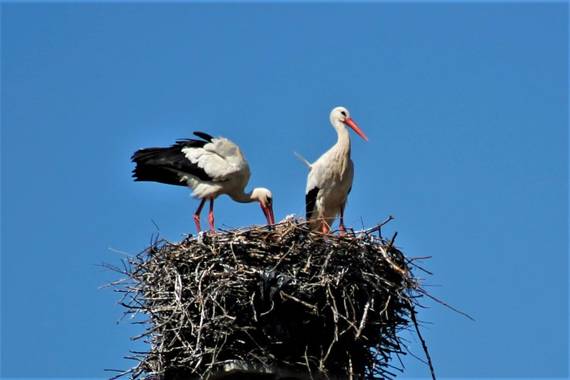 Jomacaes70 en Hamelin: Fauna  (Huelva), Ciconia ciconia (Linnaeus, 1758), #nido 