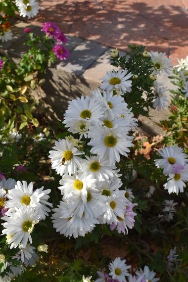 Solerantonio2 en Hamelin: Flora  (Almería), Planta