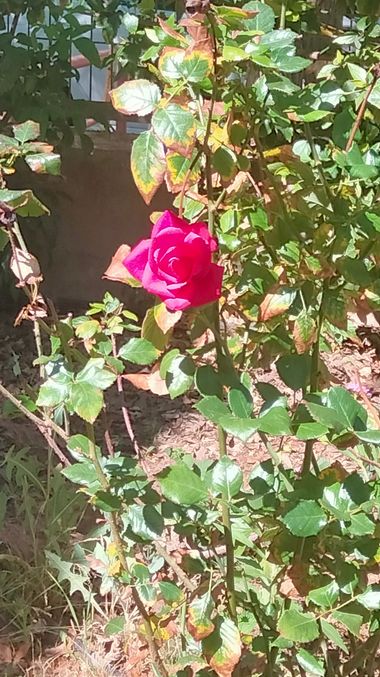 Solerantonio2 en Hamelin: Flora  (Avenida Padre Méndez), Rosas de jardin