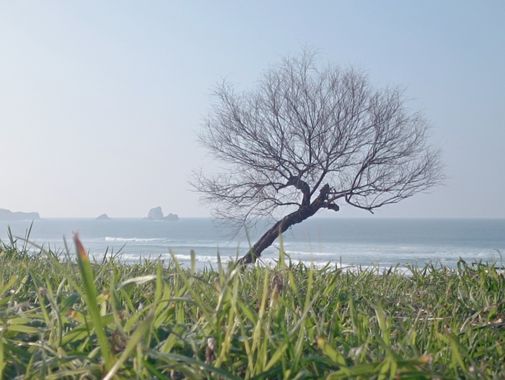 engraciaposada en Hamelin: Paisaje  (Piélagos), #naturaleza  #arboles 