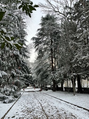 Angelika0318.ar en Hamelin: Paisaje  (Burgos), #pinos #invierno #frio #paisaje