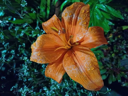 Angelfete18 en Hamelin: Flora  (Bogotá, D.C.), Lilium bulbiferum, #flor #nocturno 