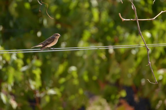 carreteviajero en Hamelin: Fauna  (Cigales), Ficedula hypoleuca (Pallas, 1764),  Es un pájaro pequeño, mide entre 12 y 13,5 cm de largo. La especie present...