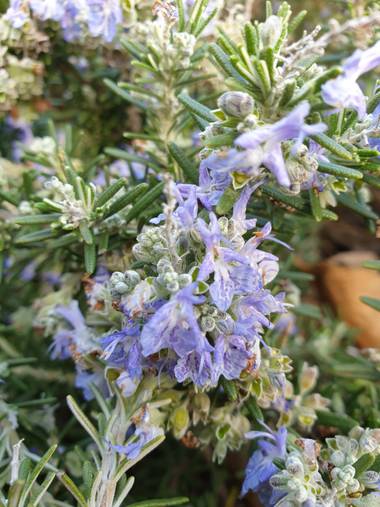 Yamira Guijarro  en Hamelin: Flora, Rosmarinus officinalis, Romero,  Parque, naturaleza,  vida
#FelizVida  💖 
#abundanciadevida.es 