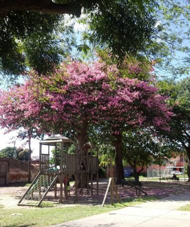 RAISUKI en Hamelin: Paisaje, La foto es de un parquecito de Santa Cruz - BOLIVIA y el árbol con las flores rosadas es el hermoso TOBOROCHI. 