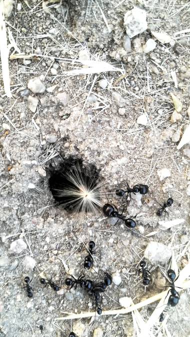 phacher en Hamelin: Fauna, #hormigas 