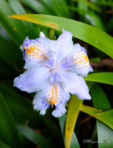 littleworld28 en Hamelin: Flora  (Medellín), Iris japonica, 💜💮😯#flora #flora21 #orquidea #flores #floresbonitas #colombia 